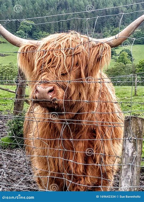 Hairy Coo In Scotland Stock Photo Image Of Hairy Roadside 169642334