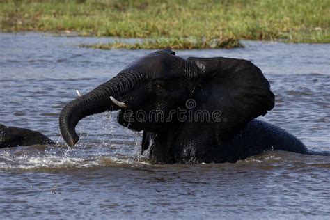 African Baby Elephants Playing In Water Stock Photo Image Of
