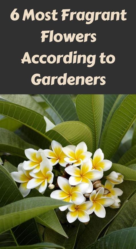 6 Most Fragrant Flowers According To Gardeners Herb Garden Diy Garden