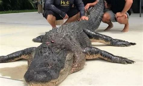 Hunters Catch And Kill One Of The Biggest Alligators Ever Caught Photo