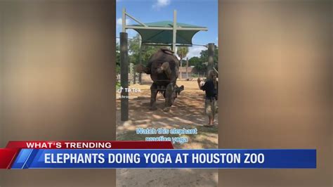 Elephants Doing Yoga At Houston Zoo Youtube