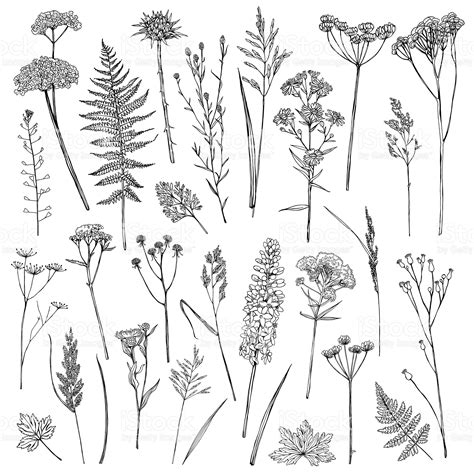 Set Of Illustrations Of Plants Sketch Freehand Drawing Wildflower