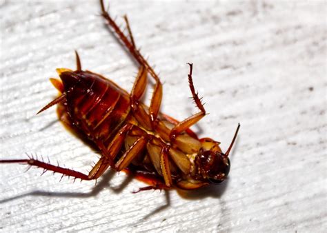 The Crazy Way Cockroaches Are Invading Your House Advanced Pest Control Of Alabama