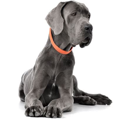 5 Things To Know About Great Danes