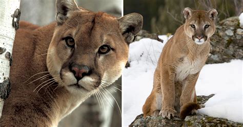 All orders placed on us.puma.com that ship within the 50 u.s. Declaran oficialmente extinto al puma del este en EE. UU.