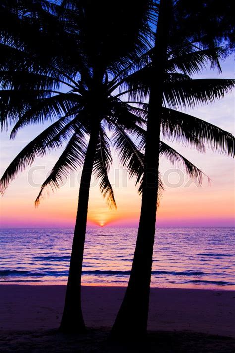 Sunset Landscape Beach Sunset Palm Stock Photo