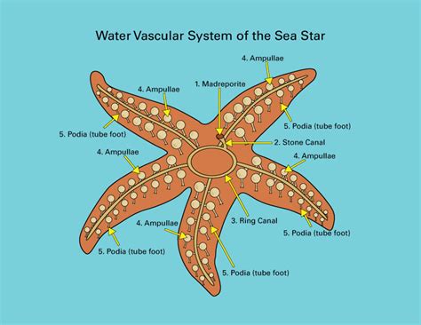 Water Vascular System Sea Star Shark Attack