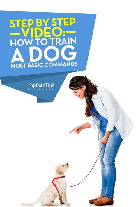 How To Train A Dog Basic Commands Very Detailed Step By Step Guide