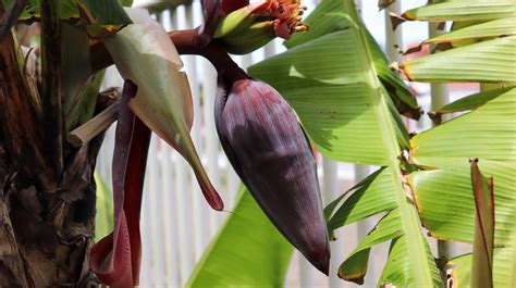 Banana Flower Benefits Nutrients And Uses