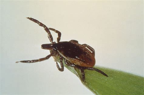 Beware Of Ticks They Can Spread Diseases Live Healthy Sc