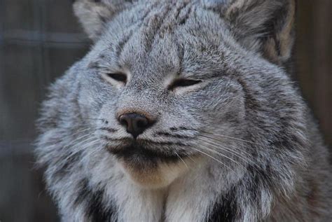 Canadian Lynx Cats Are Probably The Largest Kitties Ever