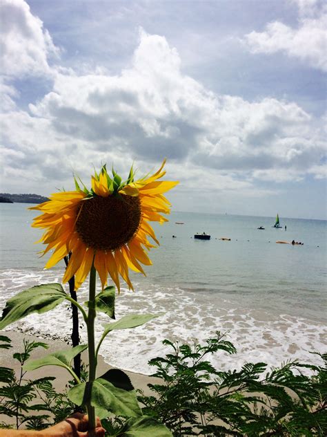 Sunflower Beach Travel Art Photography Sunflower Garden Nature