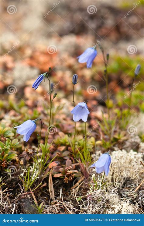 Blooming Bluebells Stock Image Image Of Close Season 58505473