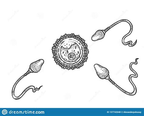 Esbozo De Huevo Humano Y Esperma Vectorial Ilustración Del Vector
