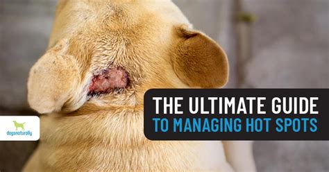 Hot Spots On Dogs The Ultimate Guide Dogs Naturally