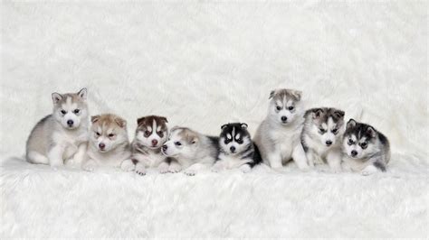 Husky Puppies Wallpapers Bigbeamng Store