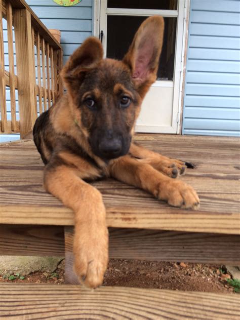 Trends For German Shepherd Puppies South Florida