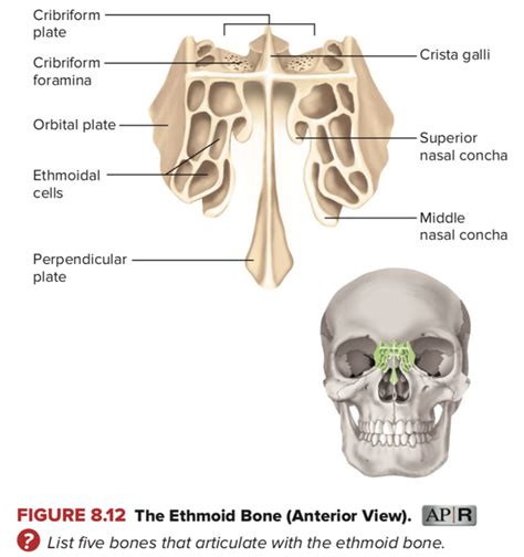Ethmoid Bone Anatomy Anatomical Charts Posters