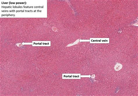 Liver Histology