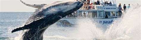 Half Day Whale Watch Whale Watch Tour Bookings
