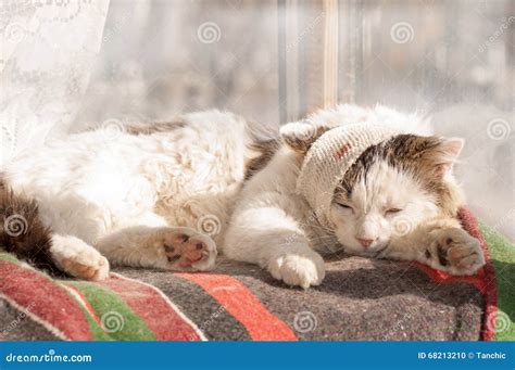 Cat Sick Stock Photo Image Of Lying Bandage Help Veterinary 68213210
