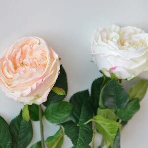 Austin Cabbage Roses Garden Roses Real Touch Roses Blush Cream Ivory Silk Roses Diy