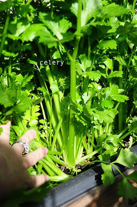 12 Best Gardening Celery Images Celery Vegetable Garden Gardening Tips