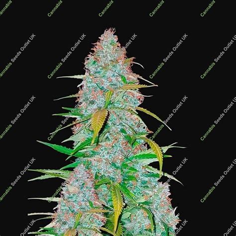 Buy California Snow Auto Female Fast Buds Ganja Seeds For Sale Online