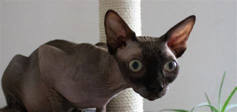 Donskoy Cat Breed The Hairless Sphynx Cat Guide Petstime