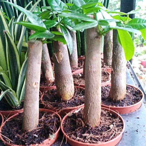 Puun graafia, puut, vihreälehtinen puu, syksyn puu, bonsai, haara png. Money tree BONSAI (Lucky plant) Small | Shopee Philippines