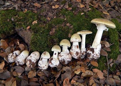 Most Dangerous Mushroom Death Cap Is Spreading But Poisoning Can Be