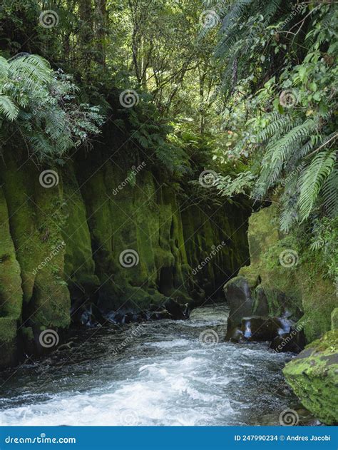 Canyon In The Whirinaki Forest Park Called Te Whaiti Nui A Toi New