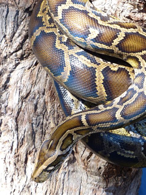 Python Snake Australian Reptile Park Central Coast Nsw Australia