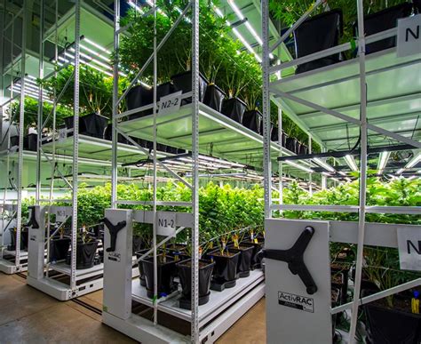 Mobile Vertical Racks For Cannabis Grow Lighting