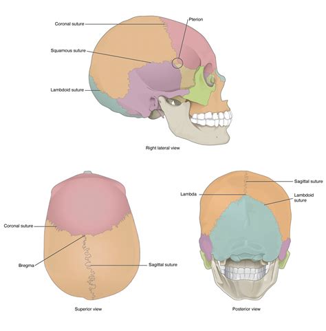 Bones In The Skull Diagram Quizlet