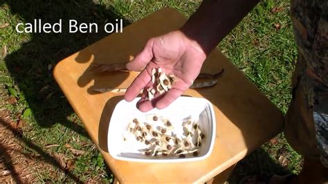 Moringa Pod And Seed Identification Youtube