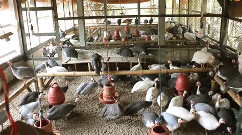How To Start A Business Guinea Fowl Farming Guinea Farm Business Idea