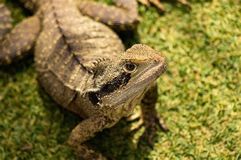 Lizard Reptile Dragon Free Photo On Pixabay Pixabay
