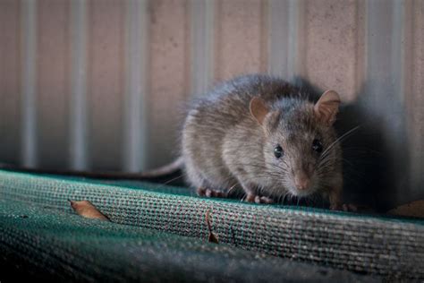 Paling Ampuh Berikut Cara Mengusir Tikus Di Rumah Yang Wajib Anda Tahu