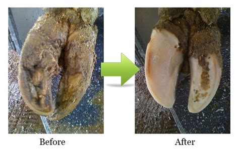 Easy Tips For Trimming Your Dairy Cows Hoof