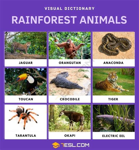 Rainforest Animals List Of Rainforest Animals With Facts And Pictures • 7esl