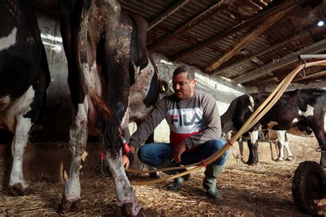 Tunisias Milk Shortage Leaves Farmers Poor And The Public Angry