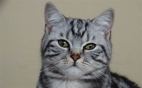 Satılık british shorthair yavrusu fiyatları ücretsiz british shorthair cins kedi sahiplendirme ilanları için sitemizi gezin. Szemrevaló macskafajta, aminek a marketingjét elintézte az ...