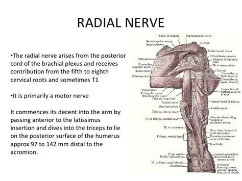 Anatomy Of Radialmedian Andulnar Nerve