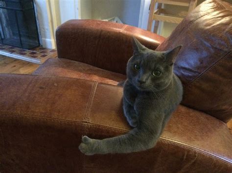 What should i consider before getting a cat? I met Johny Hendricks (pics/story), cool guy. Do you think ...