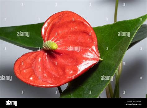 Red Anthurium Flamingo Flower Isolated On Green Leaves Background Stock