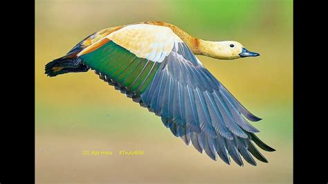 Duck In Flight Beautiful Colours Of Ruddy Shelduck This Duck