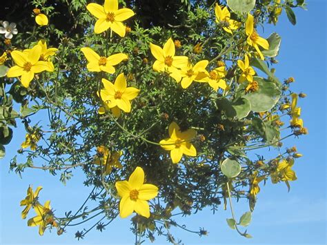 Tree with yellow hanging flowers uk. Hanging Yellow Flowers | Flickr - Photo Sharing!