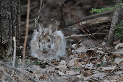 The Fascinating Adaptations Of Snowshoe Hares Unclearer
