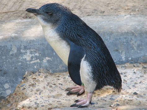 Little Blue Penguin Penguin Facts And Information